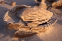 18_Bisti Wilderness__11